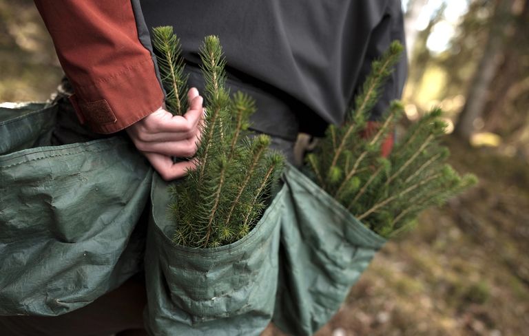 Skogplantebelte med mange granplanter