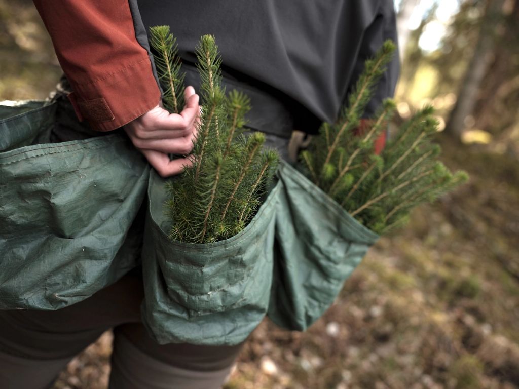 Skogplantebelte med mange granplanter