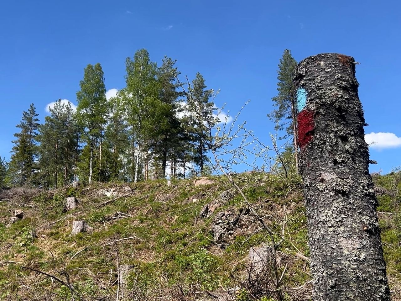 Det er satt igjen trær på koller for å sikre variasjon i landskapet. Foto: Hanne Røn Arntsen