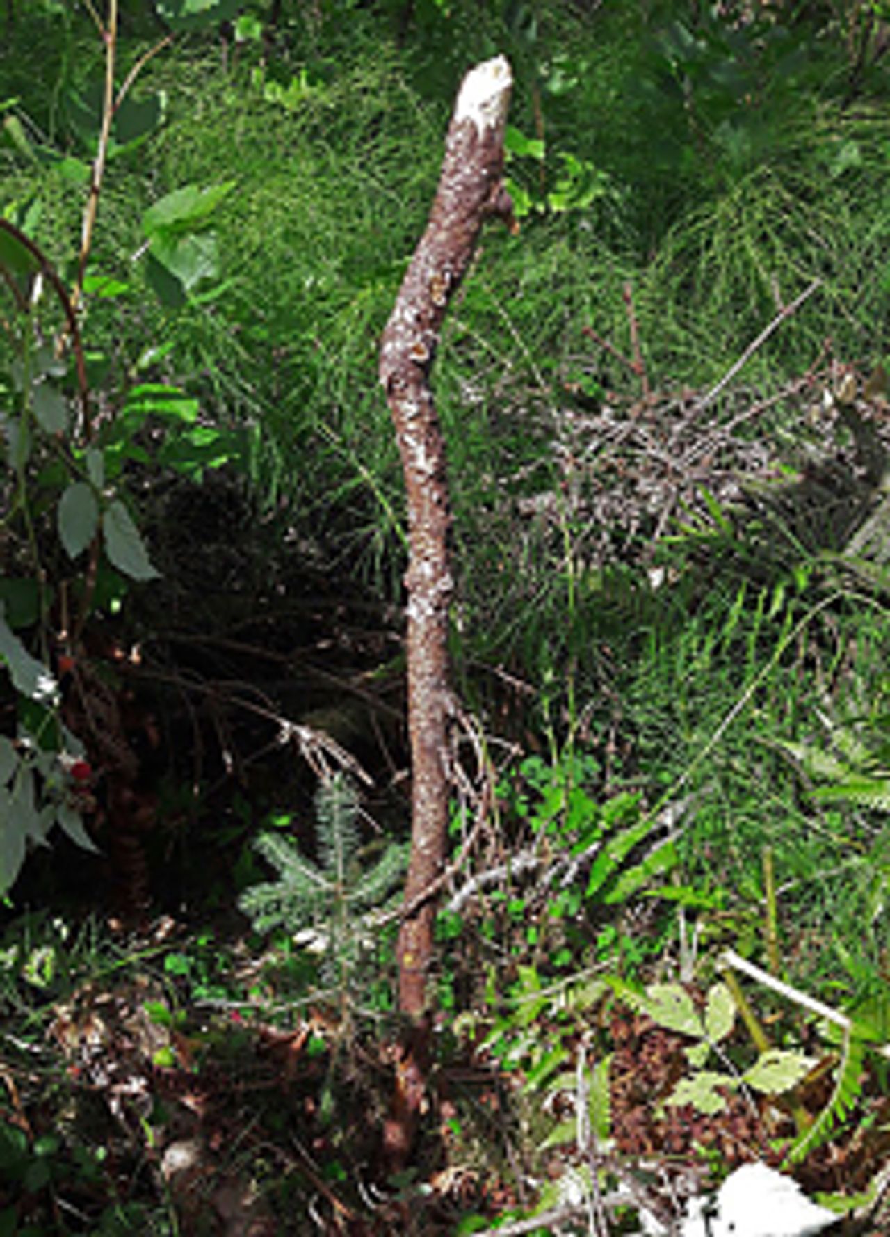 Før og etter fjerning av konkurrerende vegetasjon. Den vesle planta hadde hatt dårlige odds om ikke vegetasjonen vær blitt fjernet første vekstsesongen ute i skogen. Foto: Anders Hals.