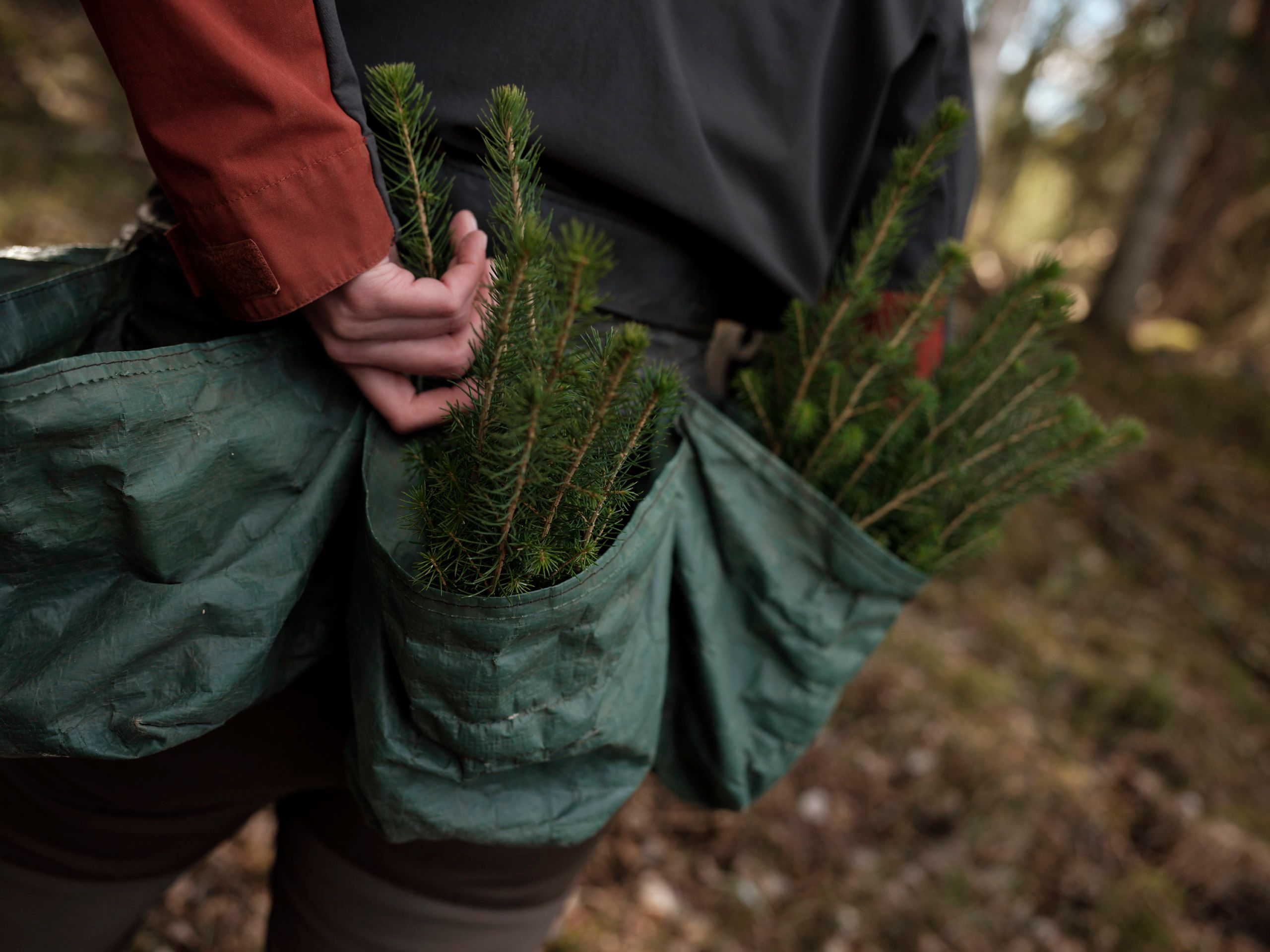Skogplanting er et viktig klimatiltak.
