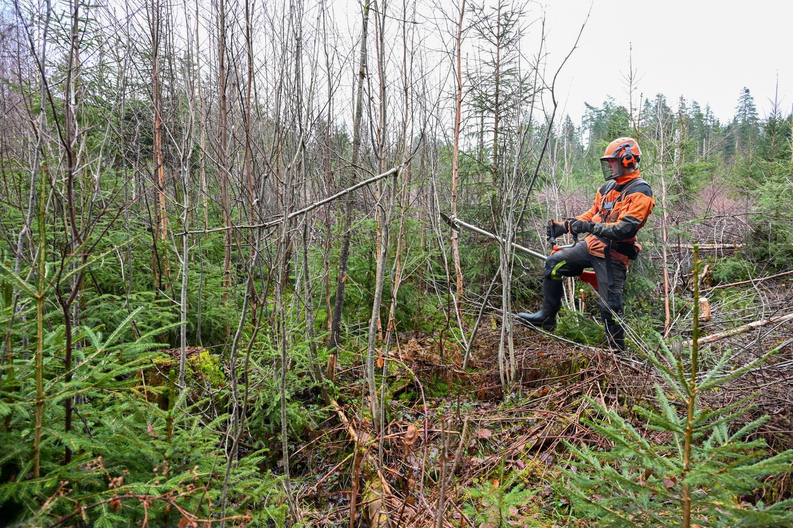 Mann med verneutstyr og hjelm bruker ryddesag i skogen