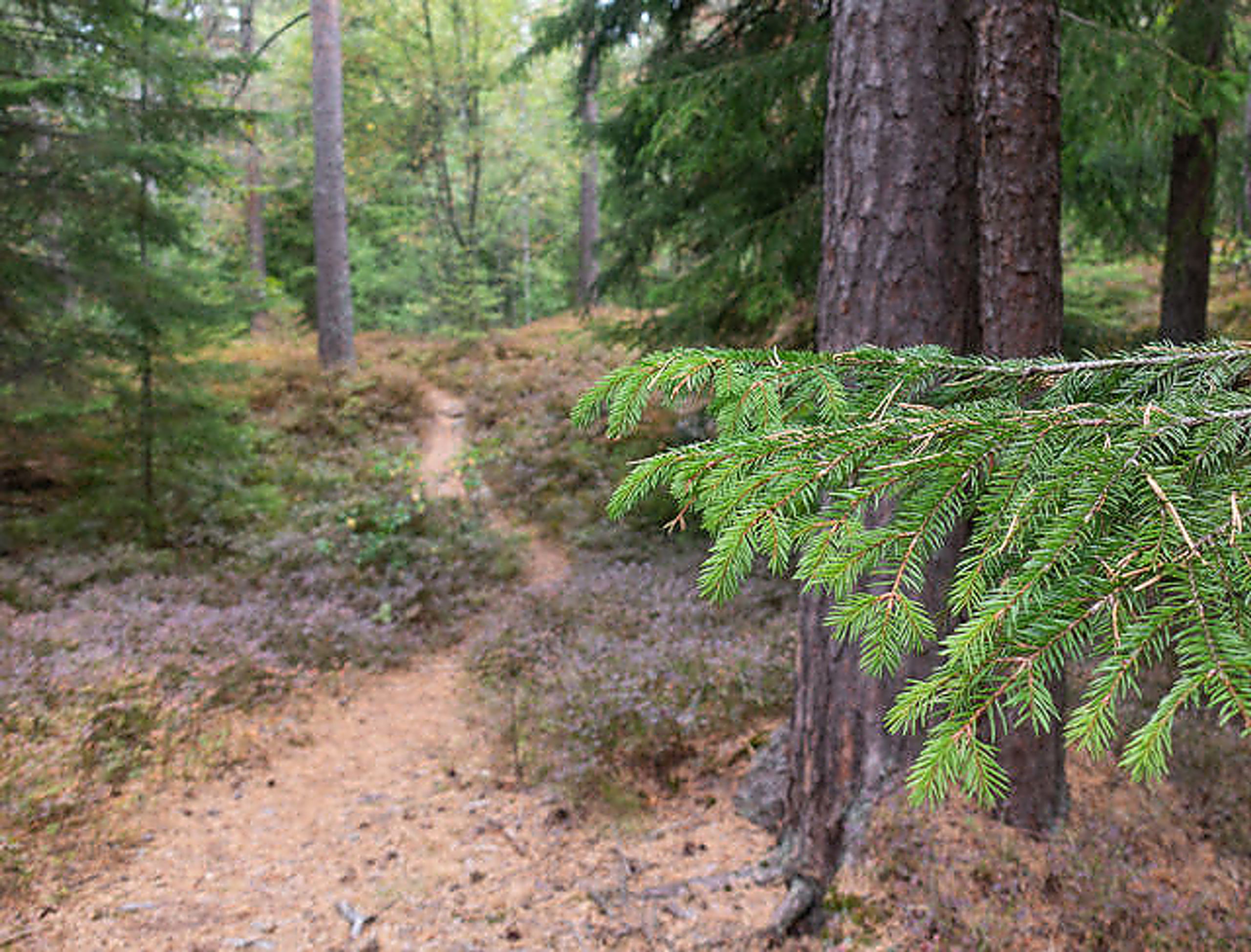 EN DEL AV KLIMALØSNINGEN: Ved å hogge trærne når veksten og karbonbindingen avtar, og deretter plante nye trær der de gamle sto, kan vi utnytte skogens potensial til å binde og lagre karbon på en best mulig måte.