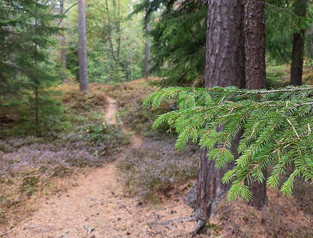 EN DEL AV KLIMALØSNINGEN: Ved å hogge trærne når veksten og karbonbindingen avtar, og deretter plante nye trær der de gamle sto, kan vi utnytte skogens potensial til å binde og lagre karbon på en best mulig måte.