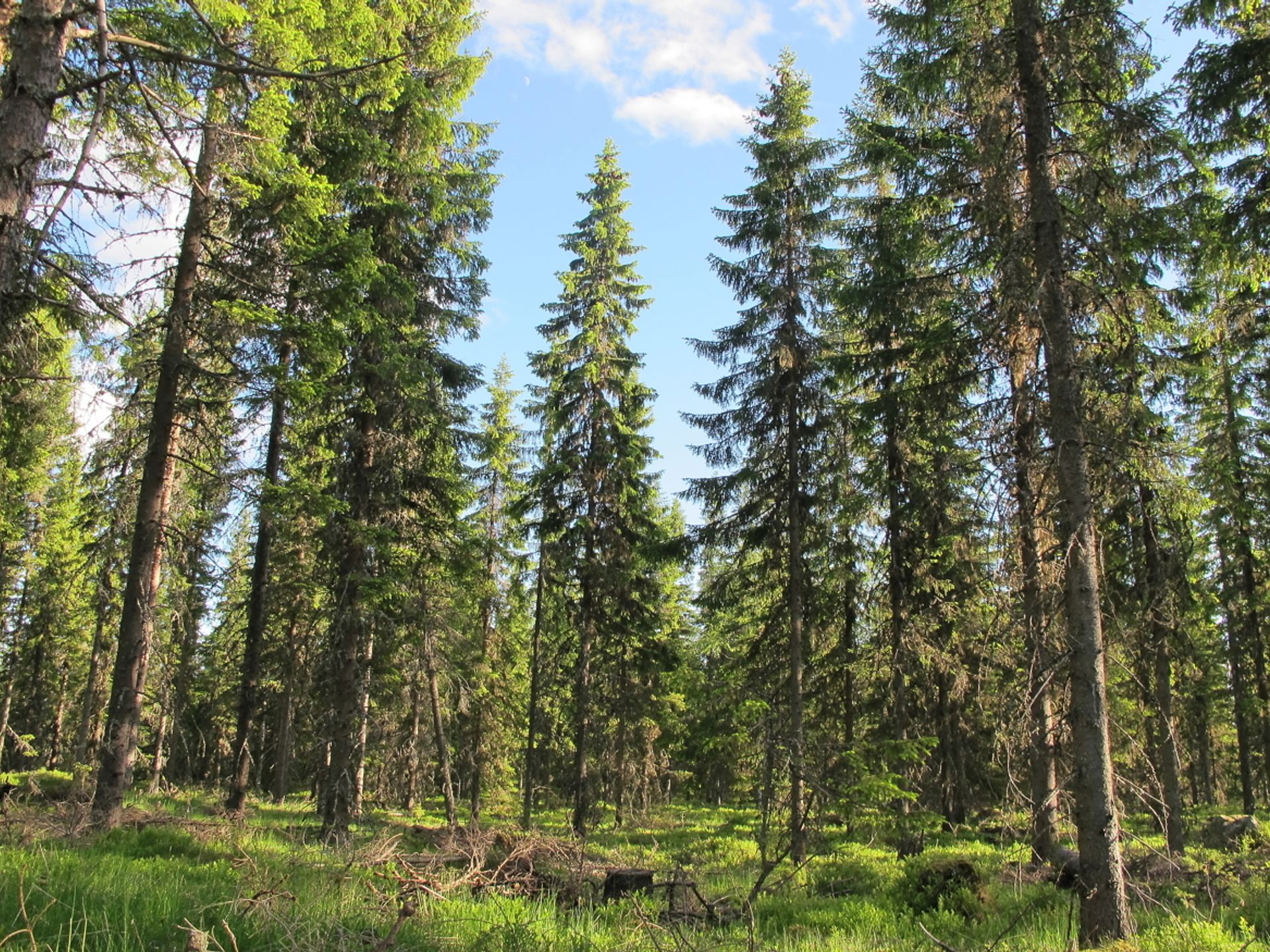 Tynnet granskog