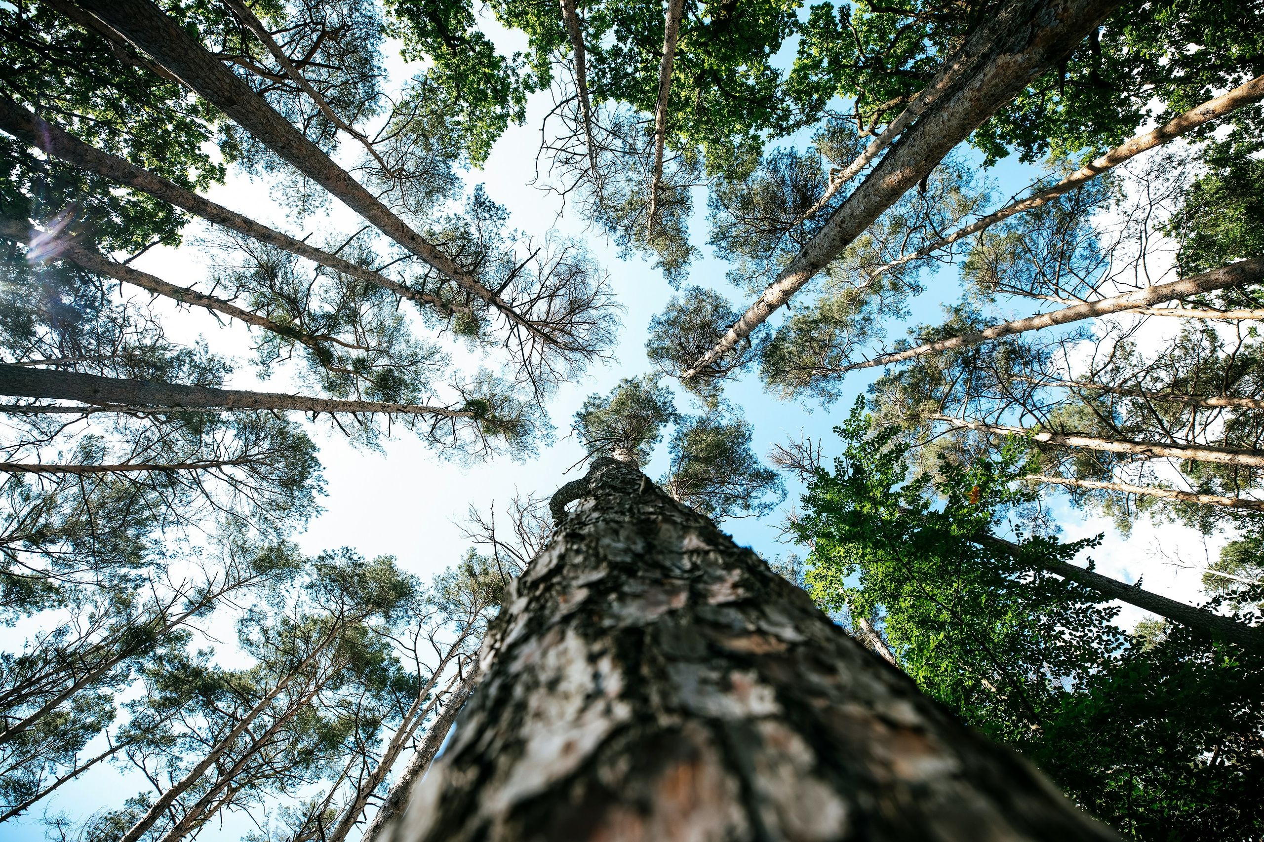 Skogen er løsningen – og vi trenger en leder som engasjert løfter budskapet tydelig frem.
