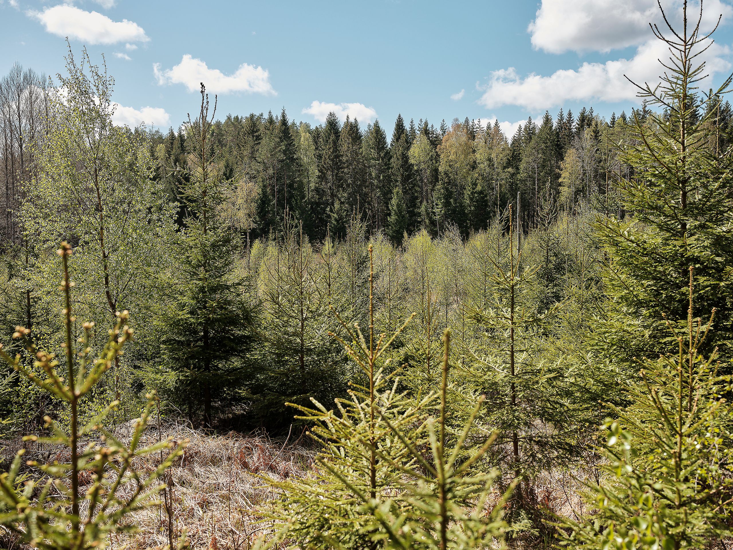 Skogen er en viktig del av klimaløsningen, men den må ikke bli en sovepute.