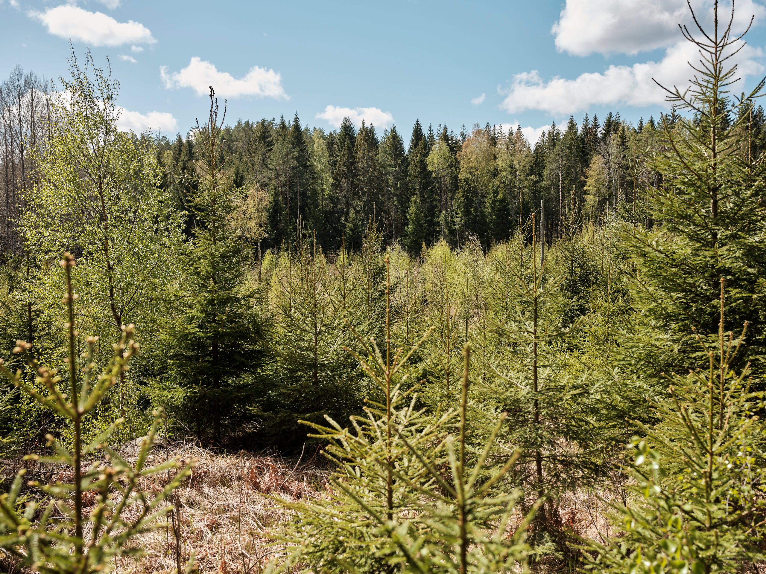 Ny forskning fra Sverige viser at skogen bruker 8-13 år fra en hogst til den binder mer CO2 enn den slipper ut.