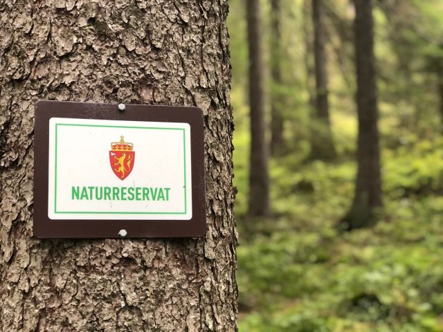 Flere skogeiere i Norge tilbyr frivillig vern av skog med spesielle kvaliteter for biologisk mangfold mot at de får erstatning.