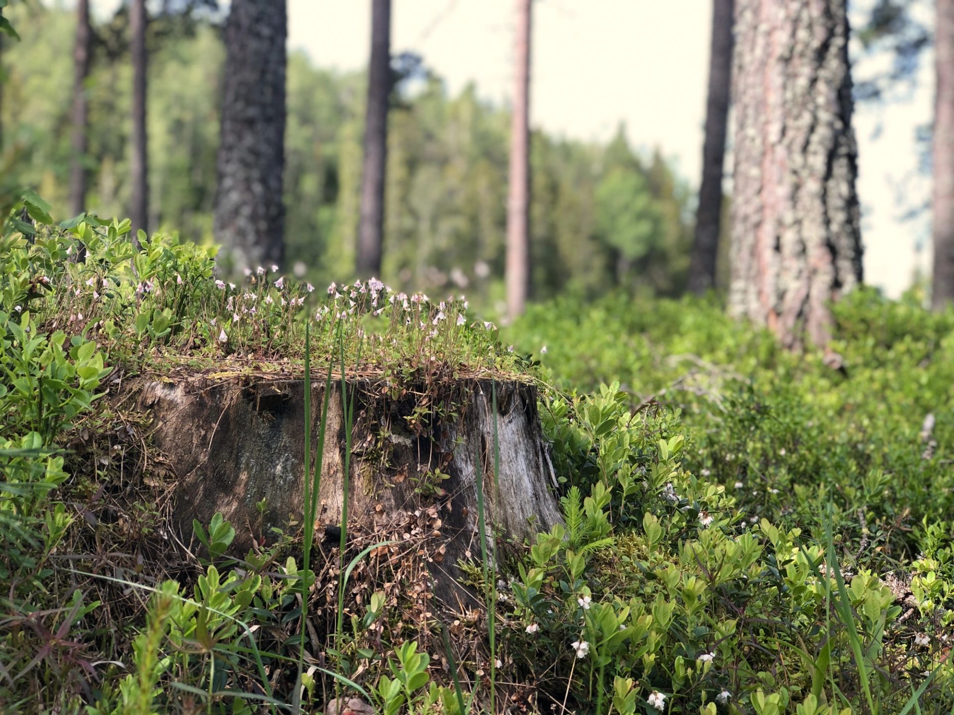 Skognæringen bygger ikke ned natur, vi forvalter natur. Foto: Ida Aarø