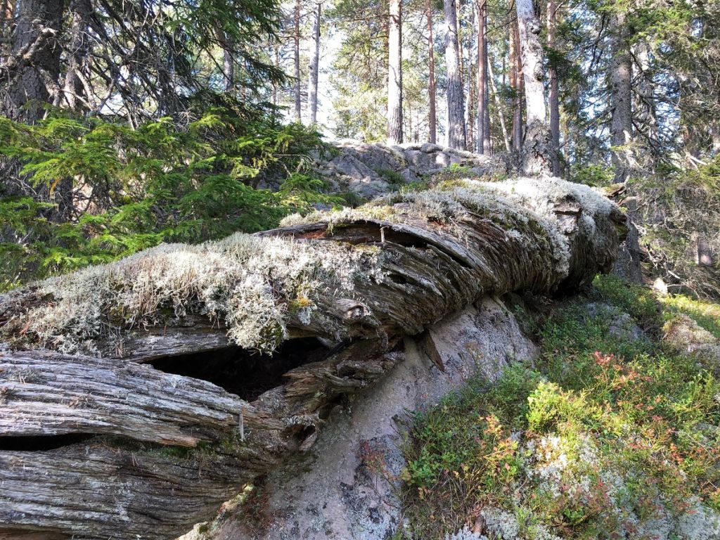 Døde trær er viktige leveområder for mange arter i skogen. Mengden døde trær har økt jevnt siden midten av 1990-tallet. Foto: Svein Søgnen