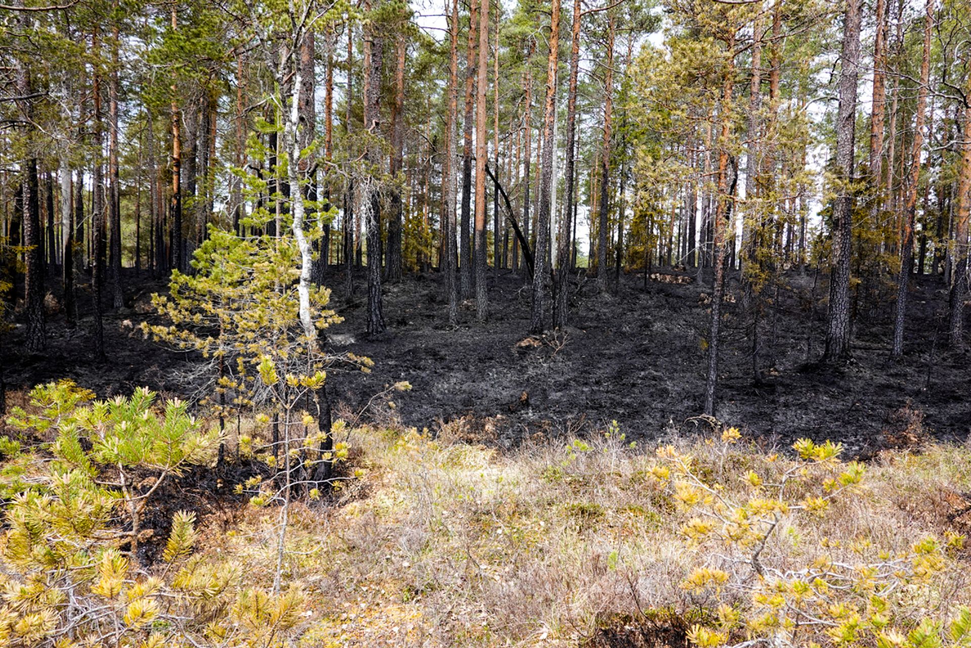 Brenningen foregår med en hastighet på omkring 100 meter i timen. Det gir Johan og kollegaene god kontroll på flammene.