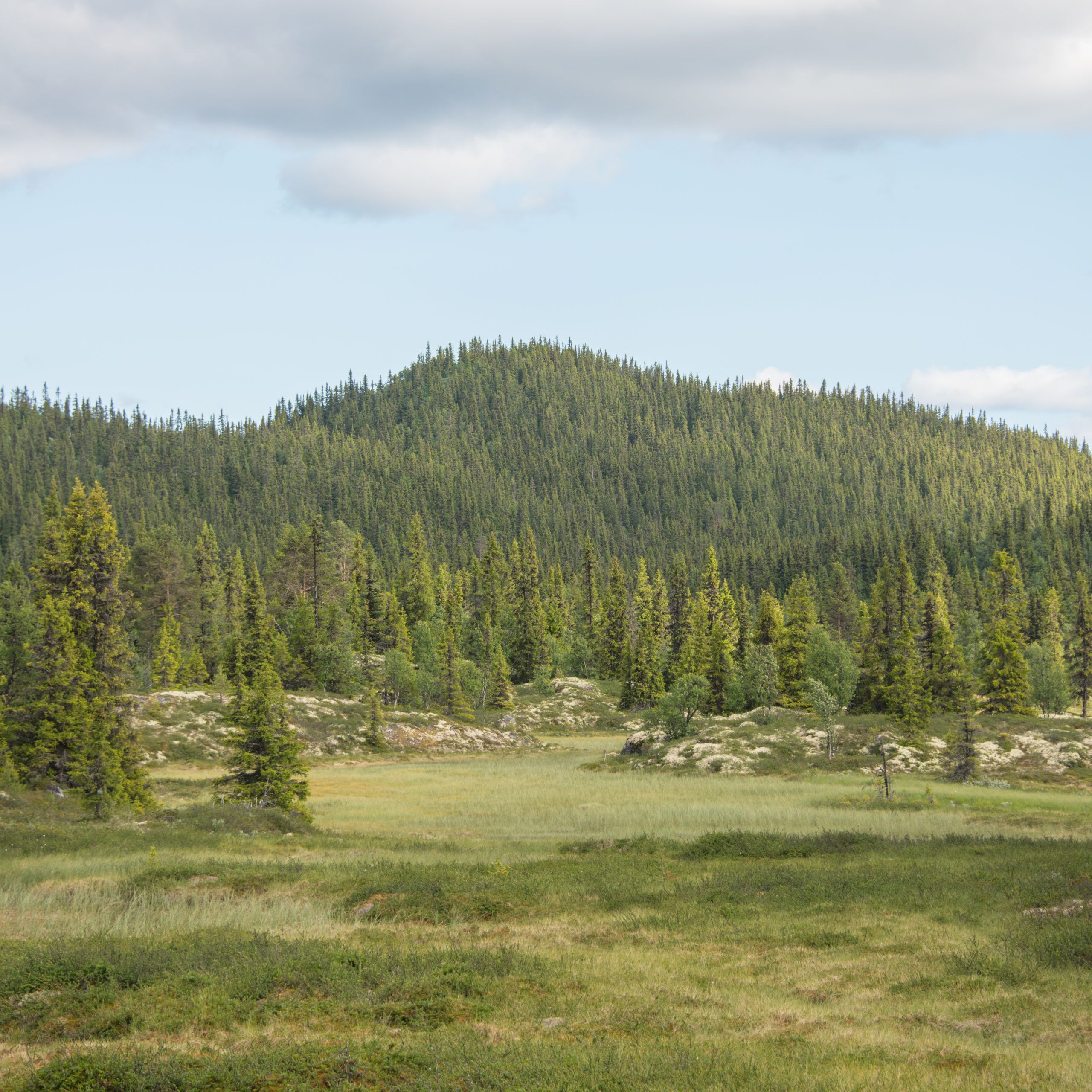 Fjellskog og myr. Foto Svein M. Søgnen Norges Skogeierforbund