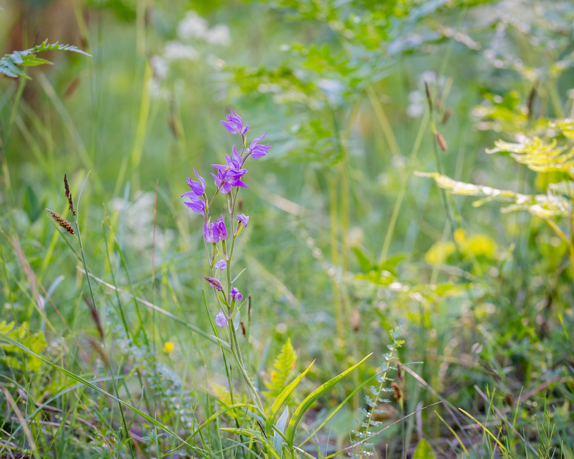 Rød skogfrue er en av Norges sjeldneste orkidéer. Det er en sterkt truet art som bare finnes få steder i Sørøst-Norge. Foto: Kaja Hiis/iStock