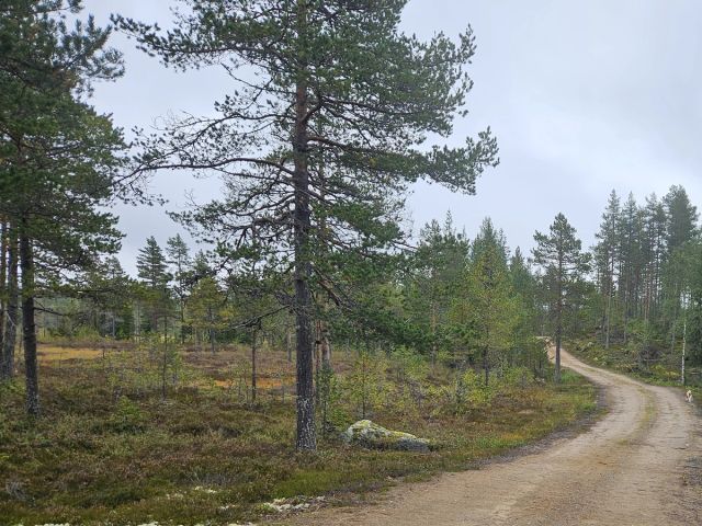 Skog og myr henger tett sammen i norsk natur. Skogeierforbundet frykter at et for strengt forbud mot nedbygging av myr kan gjøre det vanskelig å drive bærekraftig skogbruk.