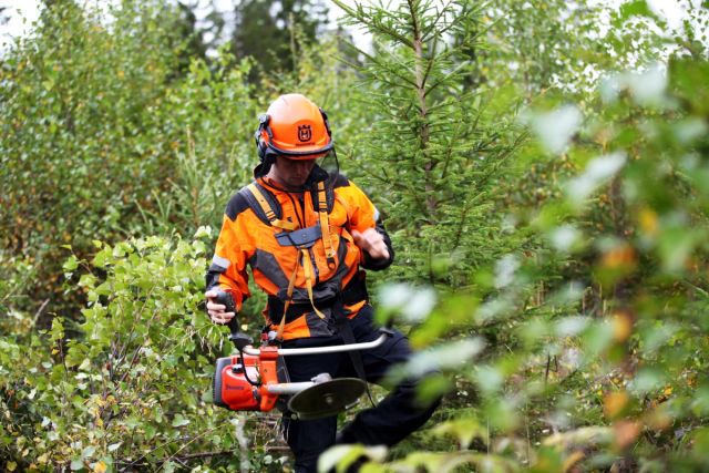 Her fjernes løvtrær for at grantrærne skal vokse bedre