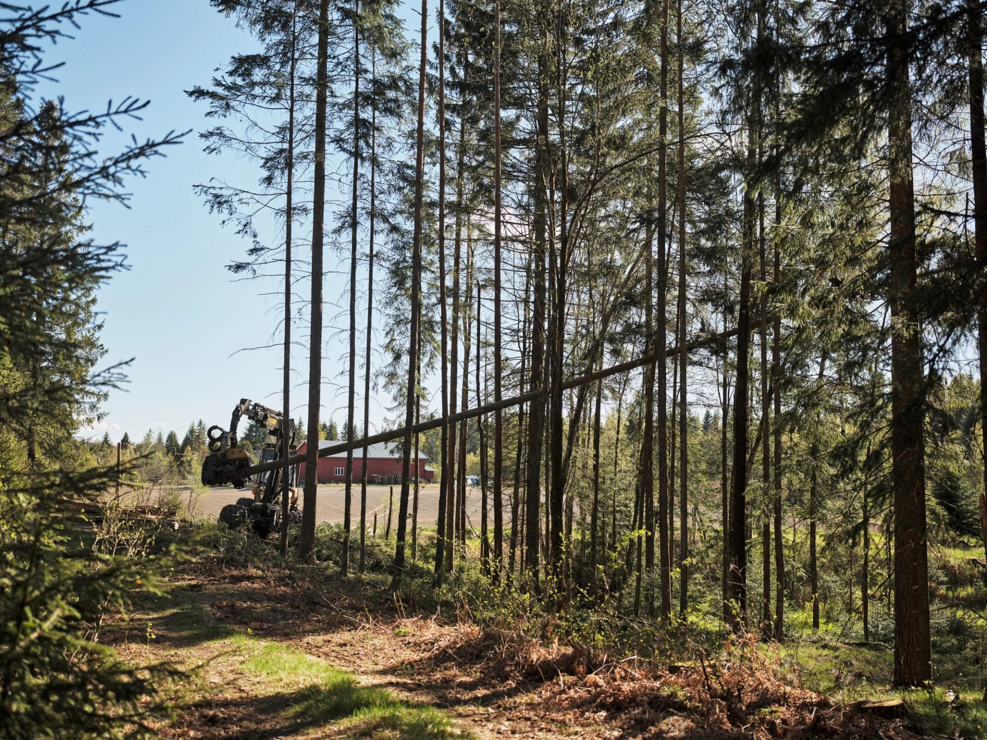 Hogst er mer enn å ta ut tømmer. Det er også et valg om hvordan skogen skal forvaltes videre.
