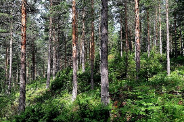 En fersk rapport fra NIBIO viser at Norge har et særlig ansvar for blant annet oseanisk furuskog. Foto: Anders Hals