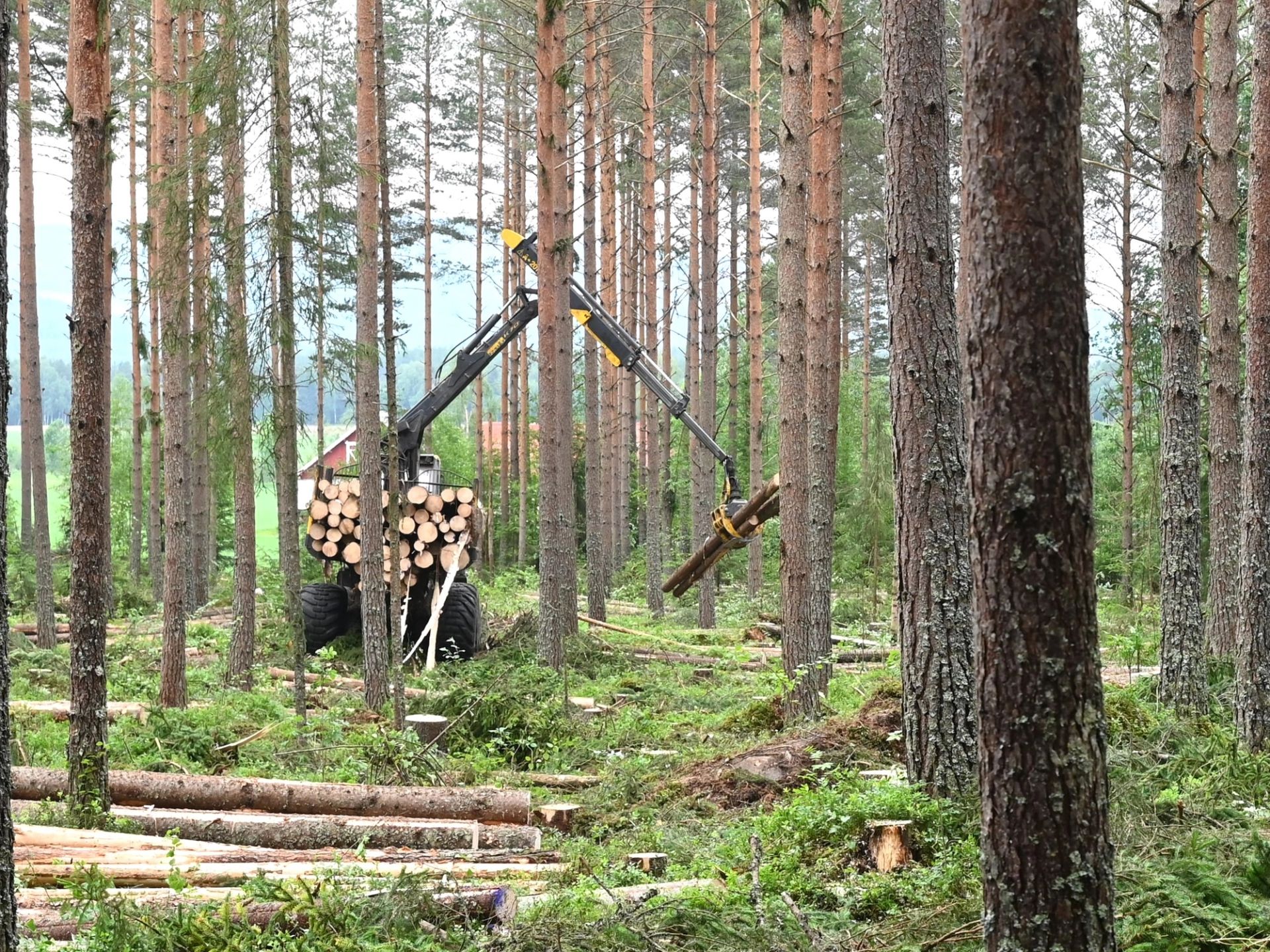 - Målet med bledningen er å fristille fremtidstrærne og å få dem til å bli stabile slik at de kan hogges som kvalitetstømmer når de oppnår ønsket størrelse, sier Støa. Foto: Roar Ree Kirkevold.