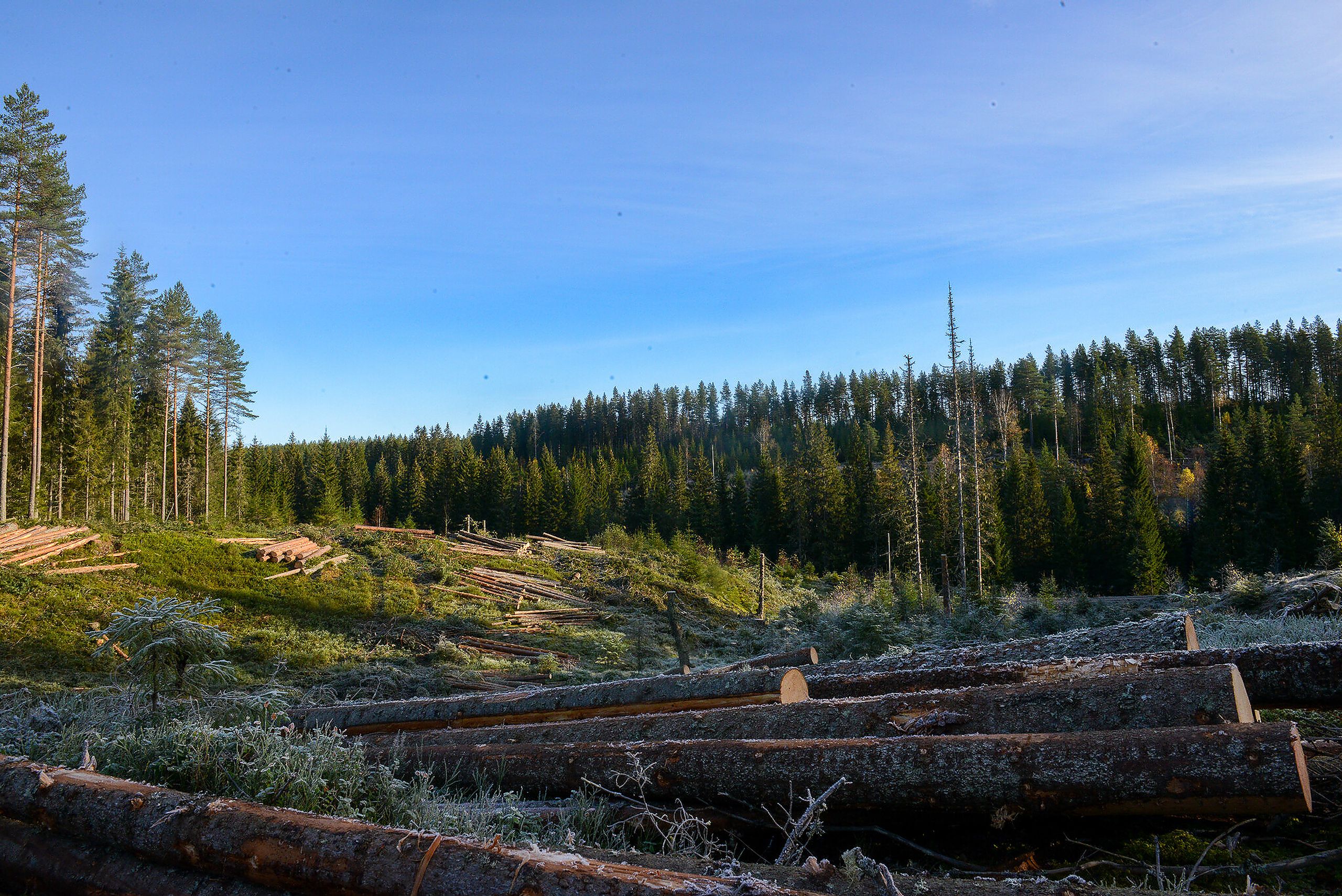 HOGSTFLATE: Det er mest vanlig med flatehogst i Norge, og det er derfor svært interessant å finne ut av hvordan den påvirker karbonbalansen i skogen.