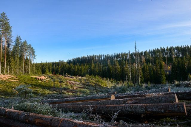 HOGSTFLATE: Det er mest vanlig med flatehogst i Norge, og det er derfor svært interessant å finne ut av hvordan den påvirker karbonbalansen i skogen.