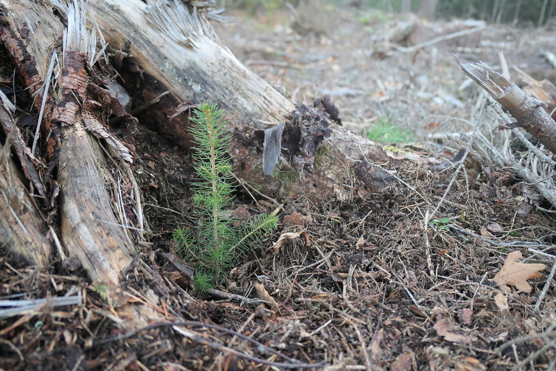 Hele 37 millioner planter ble satt i jorda i 2021.
