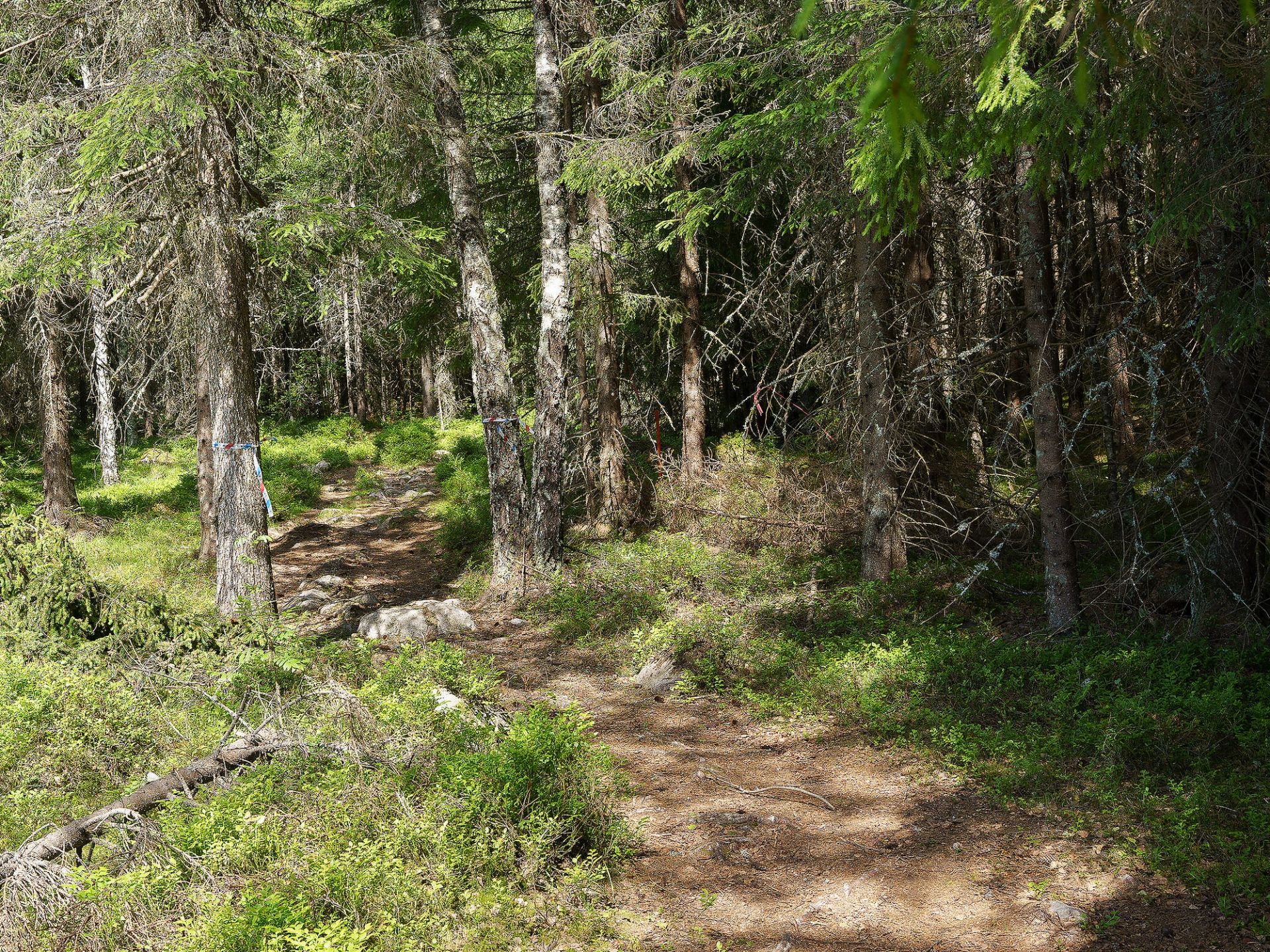 Det skal legges vekt på å ivareta opplevelseskvalitetene langs stier der skogen tillater det. I dette tilfellet plasseres stabile livsløpstrær i tilknytning til stien. Foto: Carsten Pedersen