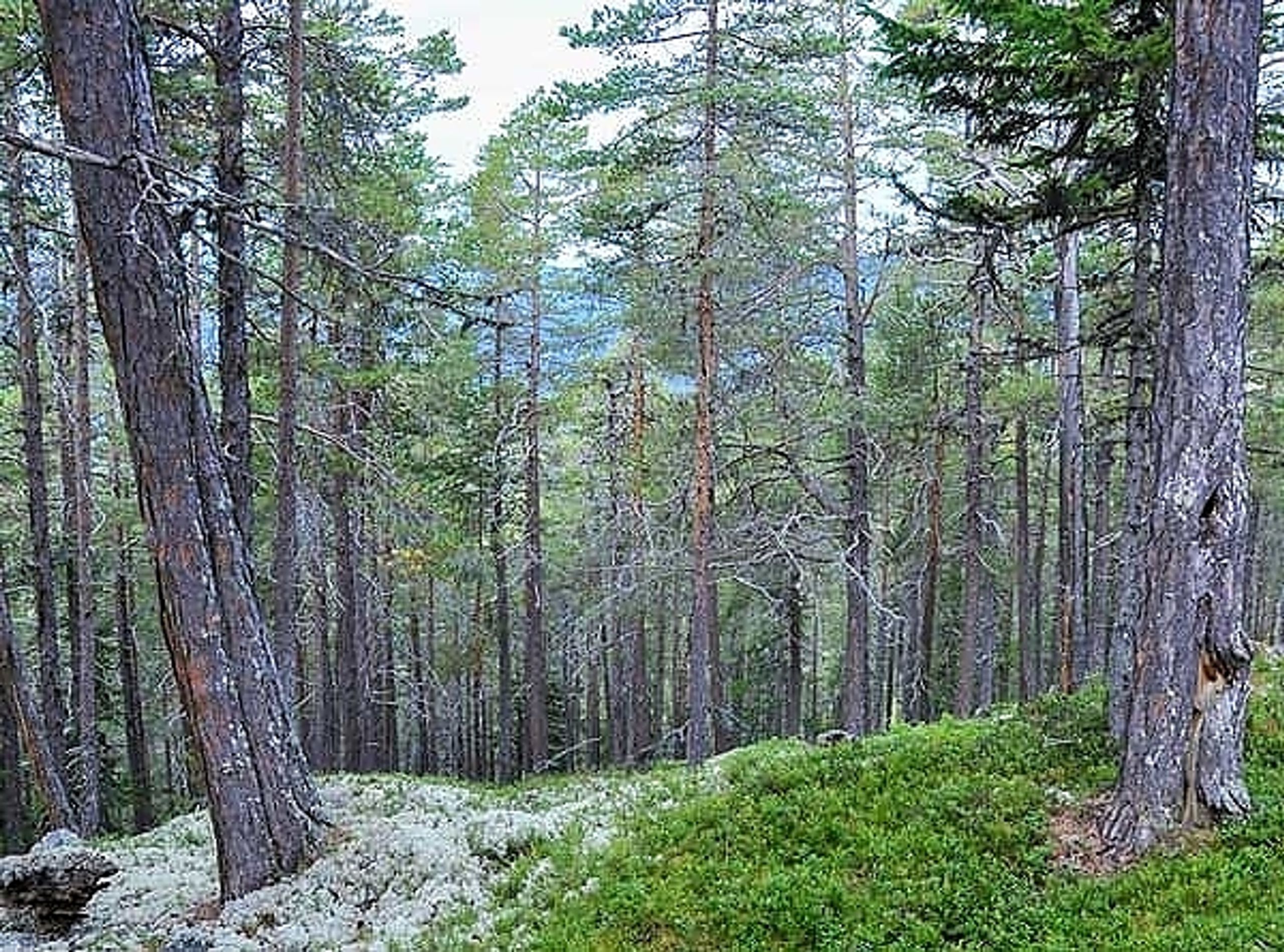 Gammel furuskog. Foto: Svein M. Søgnen