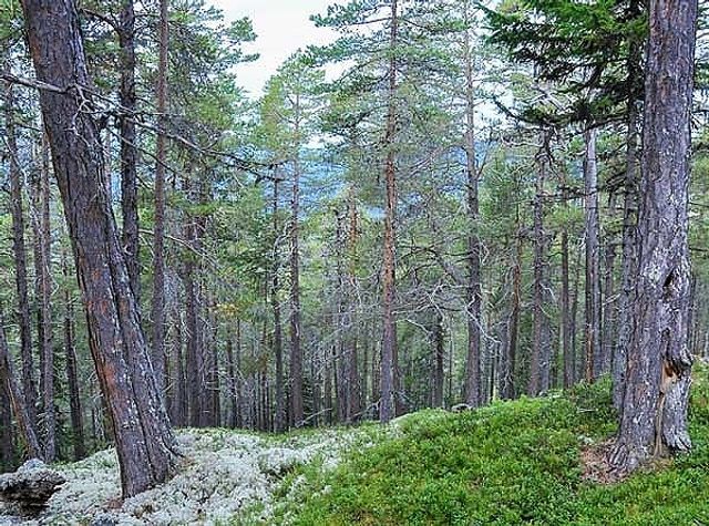 Gammel furuskog. Foto: Svein M. Søgnen