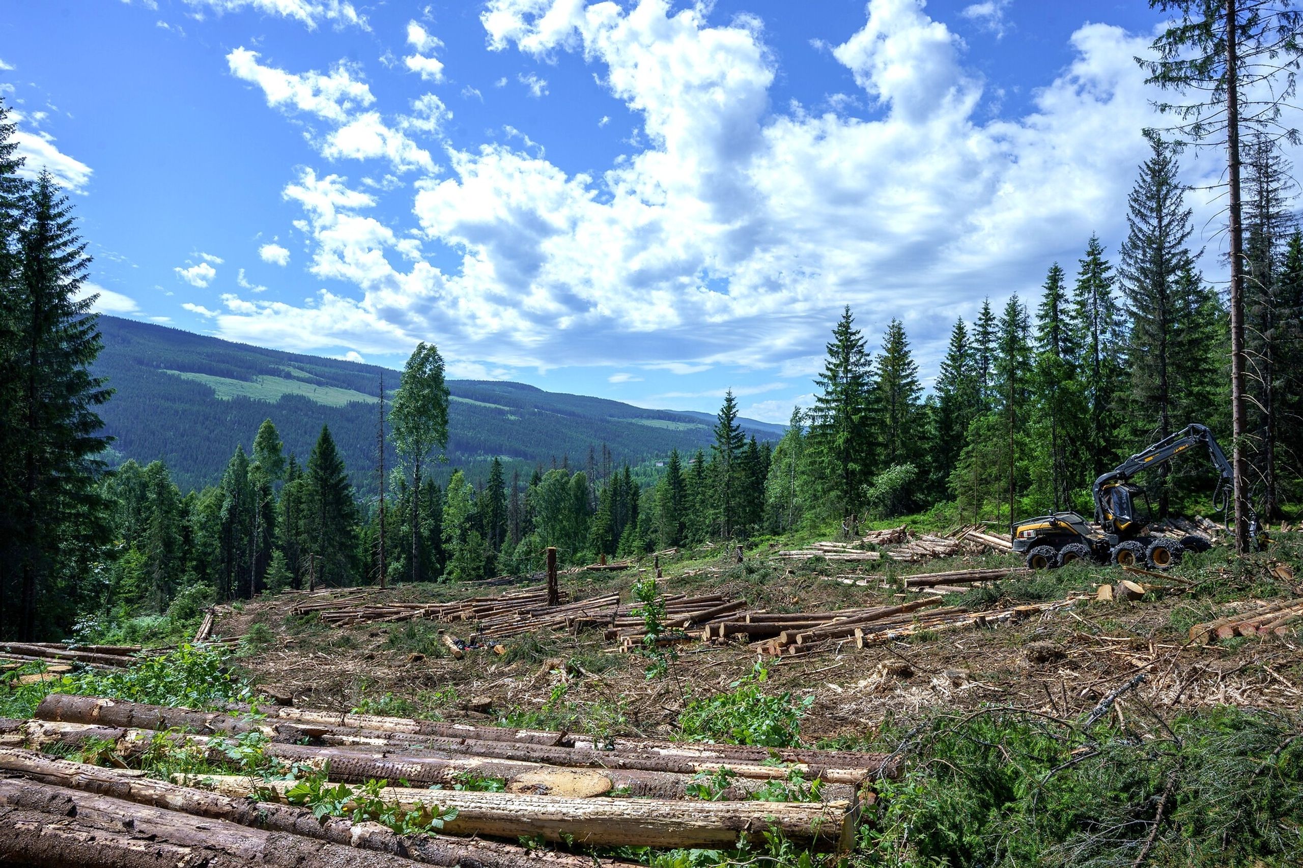 En hogstflate er starten på en ny skog. NIBIOs nye rapport viser at omfanget av flatehogst varierer mye i Norge og at det er mest utbredt i den mest produktive skogen.