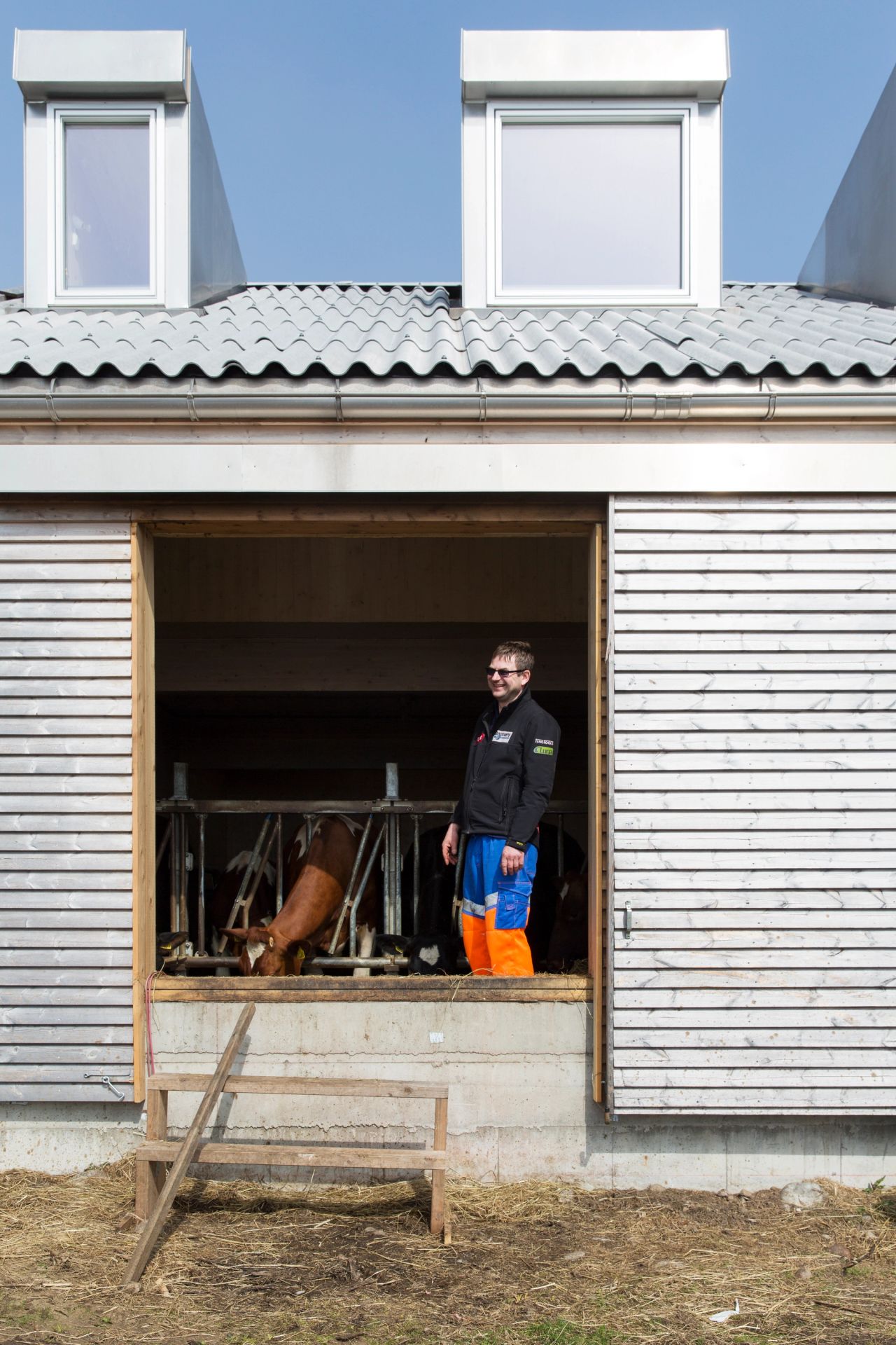 Knut Olaf Reiersen står i åpningen til fjøset i Langhuset på Lista, med storfe bak seg.