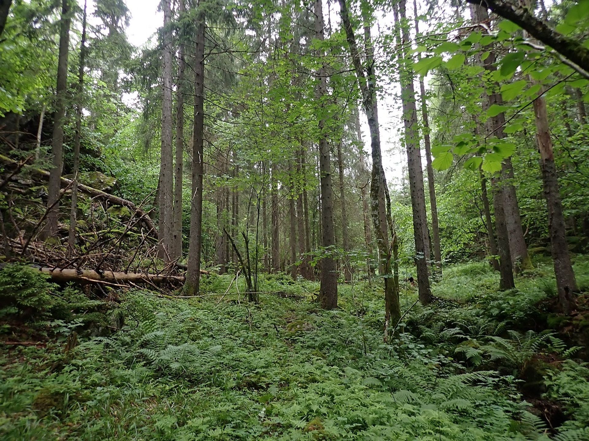 Brånås naturreservat i Bamble har store, sammenhengende områder med naturskog, både av rike og fattige skogtyper. Foto: Tor Erik Brandrud