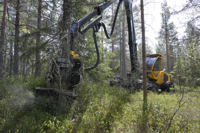 Hogstmaskinen har kran på ti meter. Den sniker seg rundt inne i bestandene som skal tynnes.