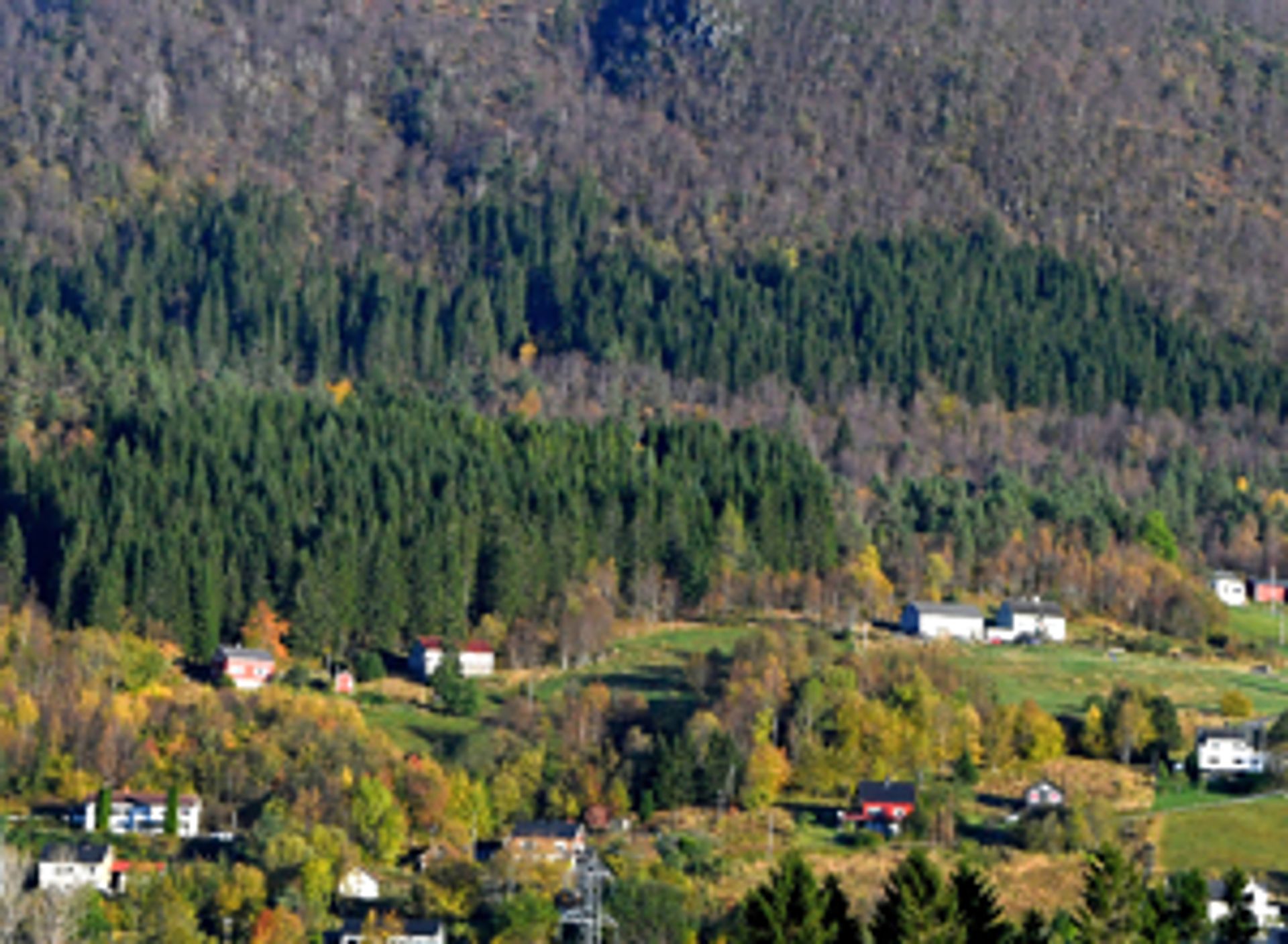 Et svært viktig element i planleggingen er å ta hensyn til bebyggelse på nedsiden av et skogreisingsfelt. (Foto: Anders Hals).