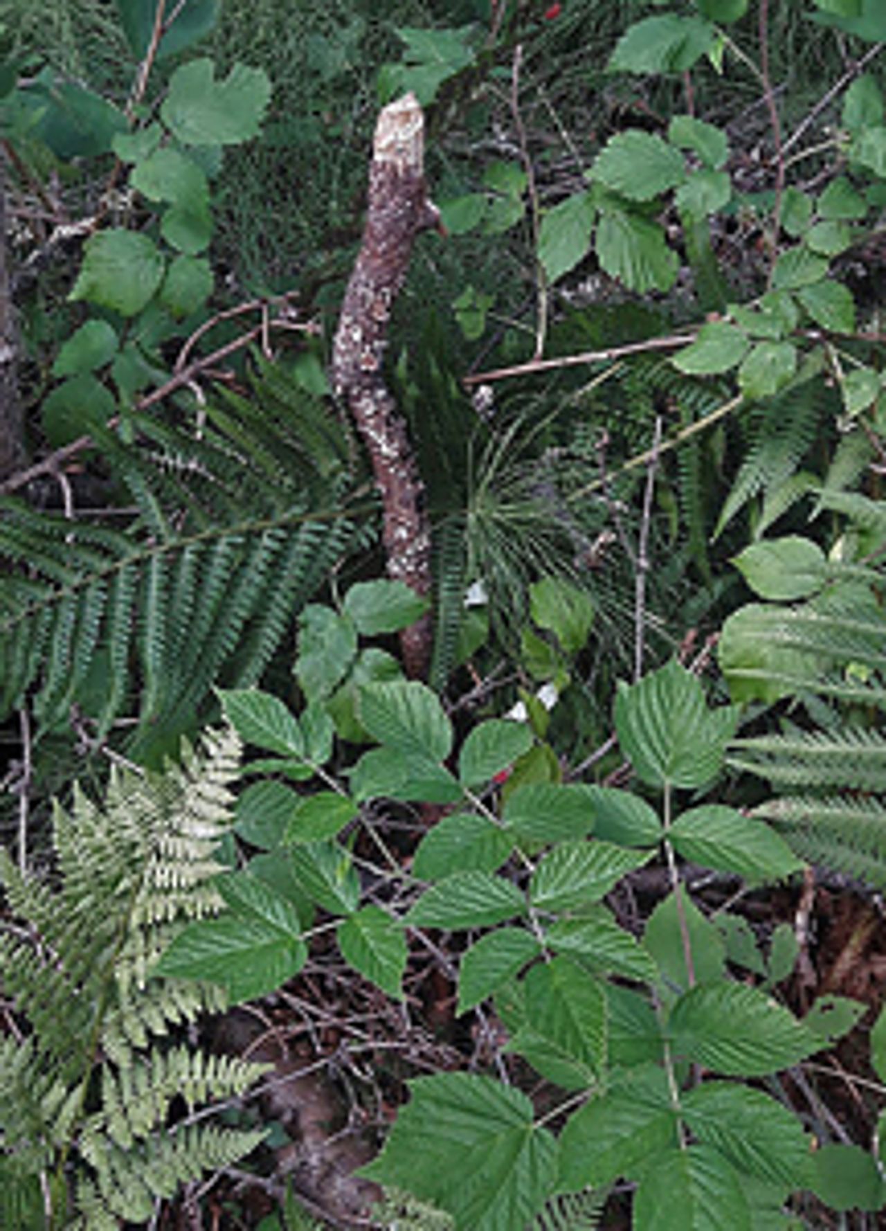 Slik ser det gjerne ut når gras og bregner har fått gro fritt en sommersesong. Uten å ha satt ned en kvist som markør ville planten vært vanskelig å finne igjen. Foto: Anders Hals.