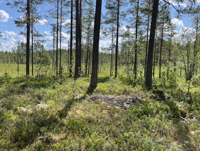 Denne kantsona ligger i Løiten Almenning er satt igjen mot en myr. Den er opp mot 20 meter på sitt bredeste.