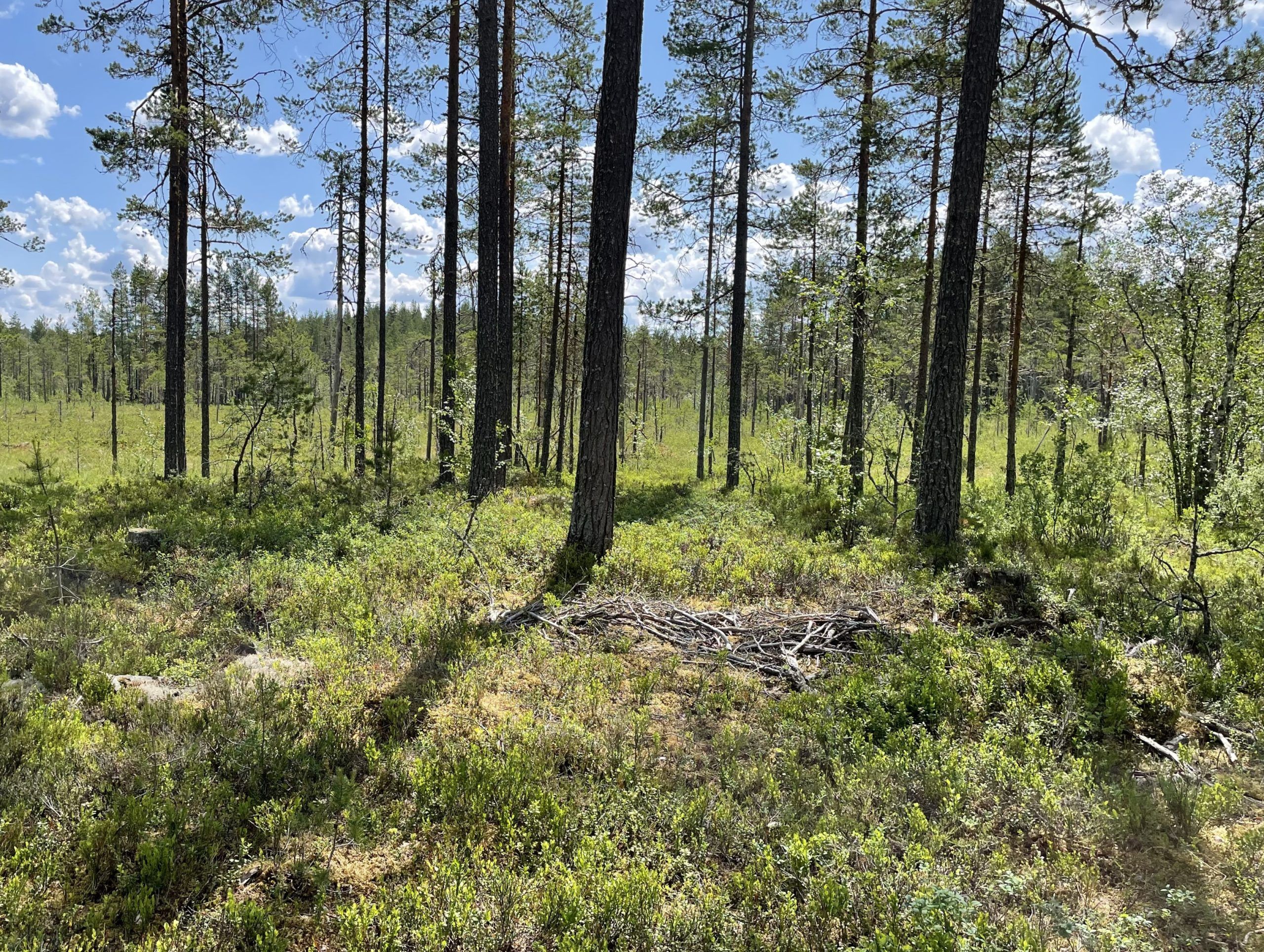 Denne kantsona ligger i Løiten Almenning er satt igjen mot en myr. Den er opp mot 20 meter på sitt bredeste.