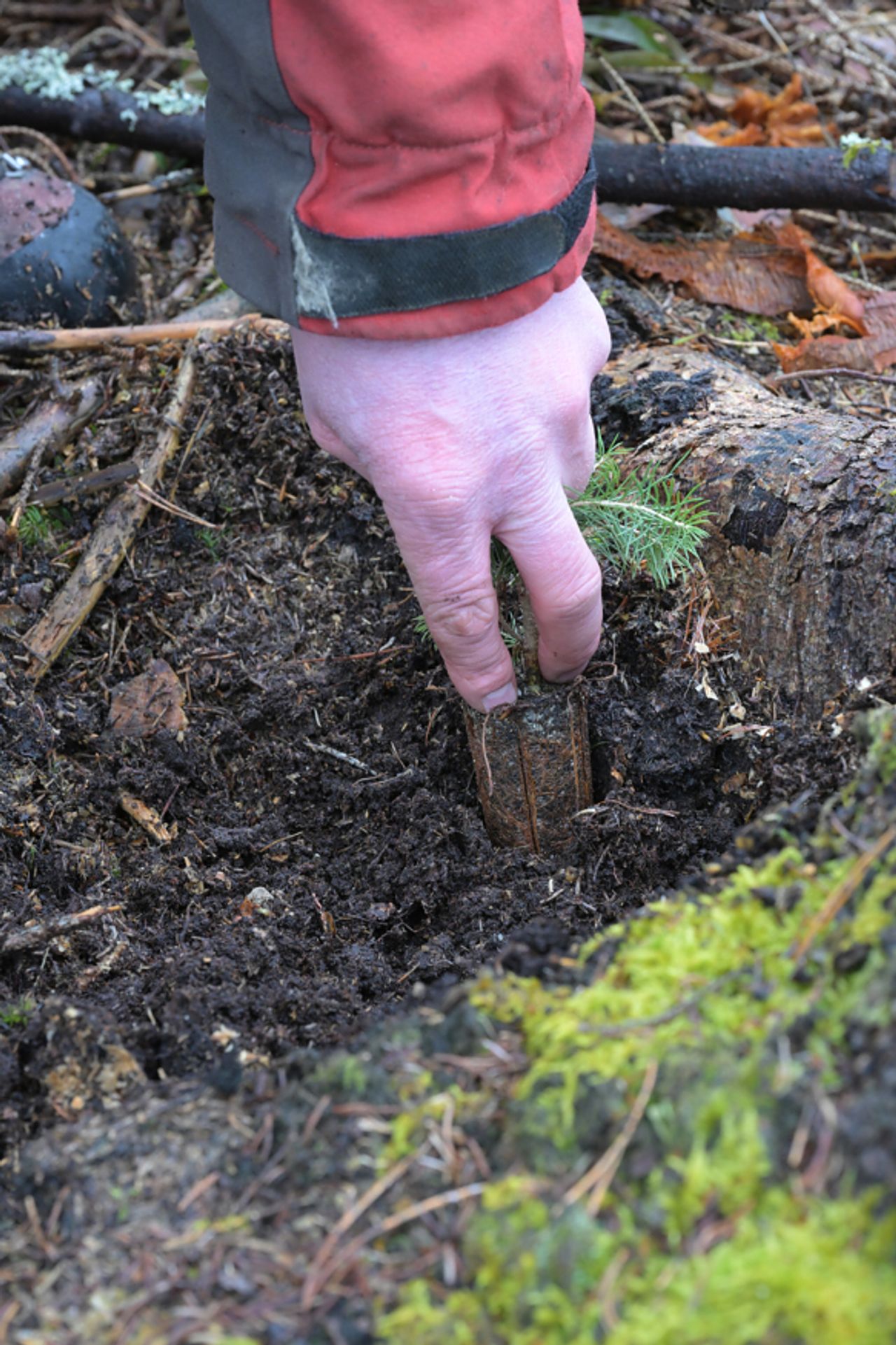 Her er ei ny plante på vei ned i hullet hvor livet skal begynne. Legg merke til at Peder har krafset av noe av det løse laget øverst. Slik planter han i jord, ikke nåler og bøss.