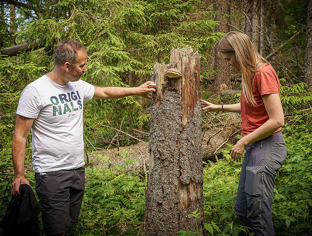 Norges Skogeierforbund er den sentrale næringspolitiske organisasjonen for skogeiersamvirkene Allskog, AT Skog, Glommen Mjøsen Skog og Viken Skog. Skogeiersamvirkene har om lag 30 000 medlemmer og står for over 80 prosent av tømmeromsetningen i Norge.