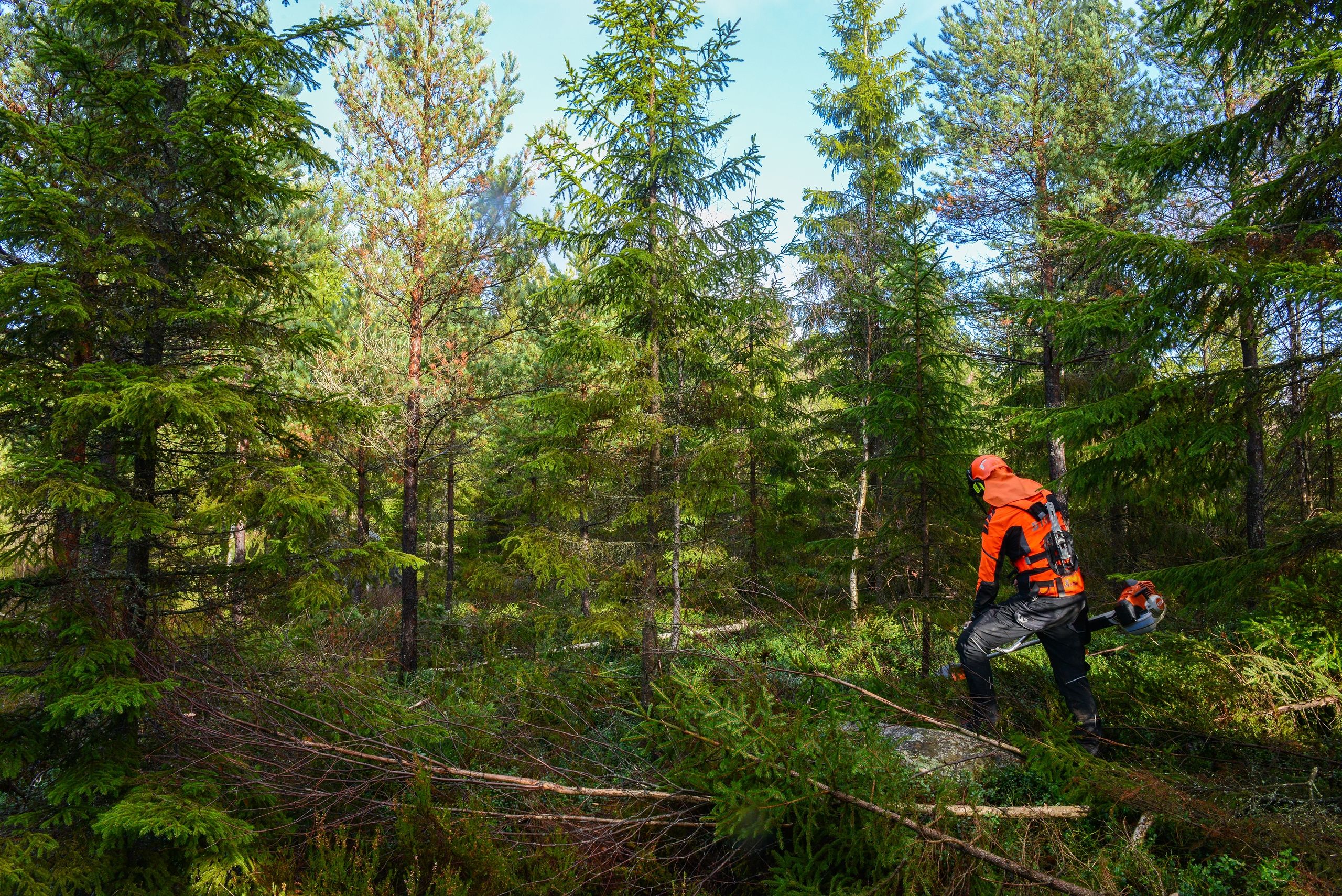 Ungskogpleie og skogplanting er blant de viktigste klimatiltakene i skog.