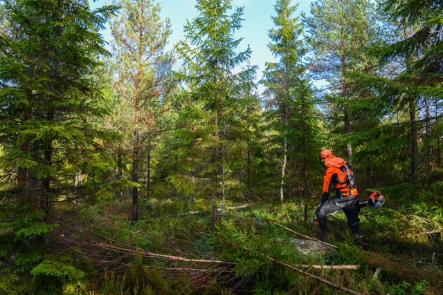 Ungskogpleie og skogplanting er blant de viktigste klimatiltakene i skog.