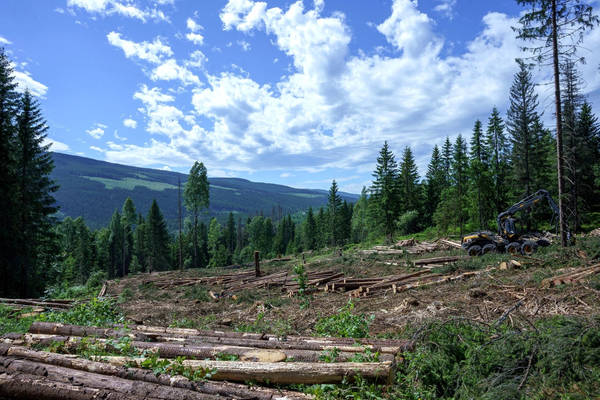 Aktiv skogforvaltning kan styrke både karbonopptaket i skogen og tilgangen på fornybart råstoff. Foto: Carsten Pedersen