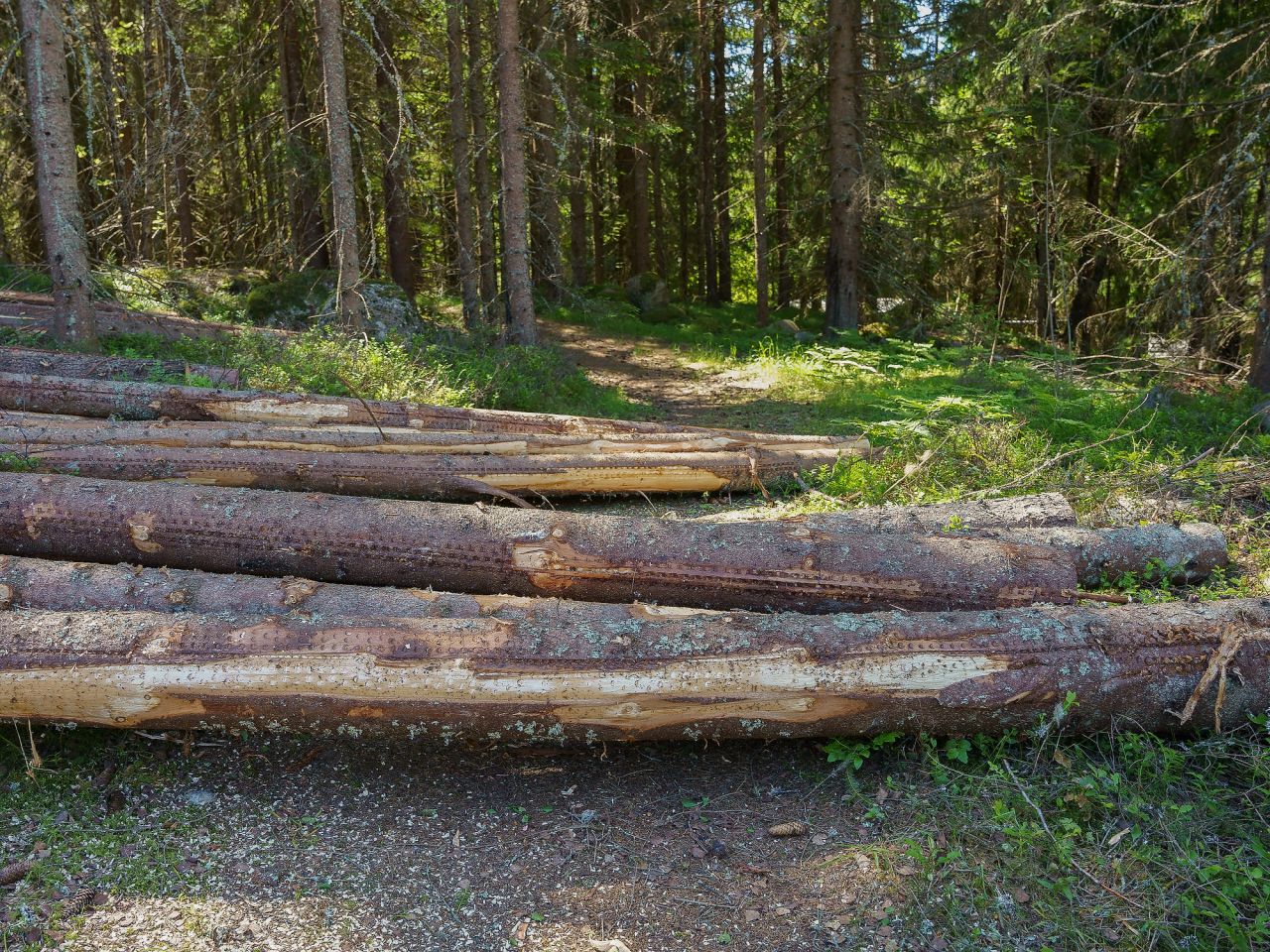 Det kan virke litt rart at hogstmaskinføreren legger tømmeret over stien i forbindelse med en hogst, men dette er altså gjort for å ta vare på den. Foto: Carsten Pedersen