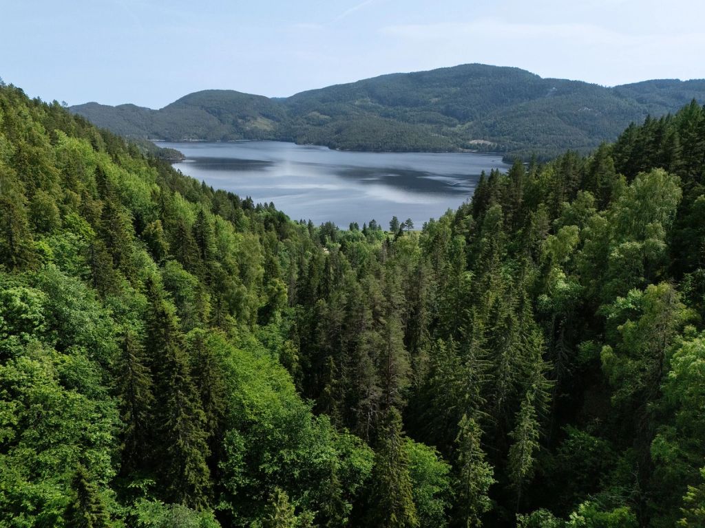 Skoglandskap med bar, lauvskog og fjord i Seljord.