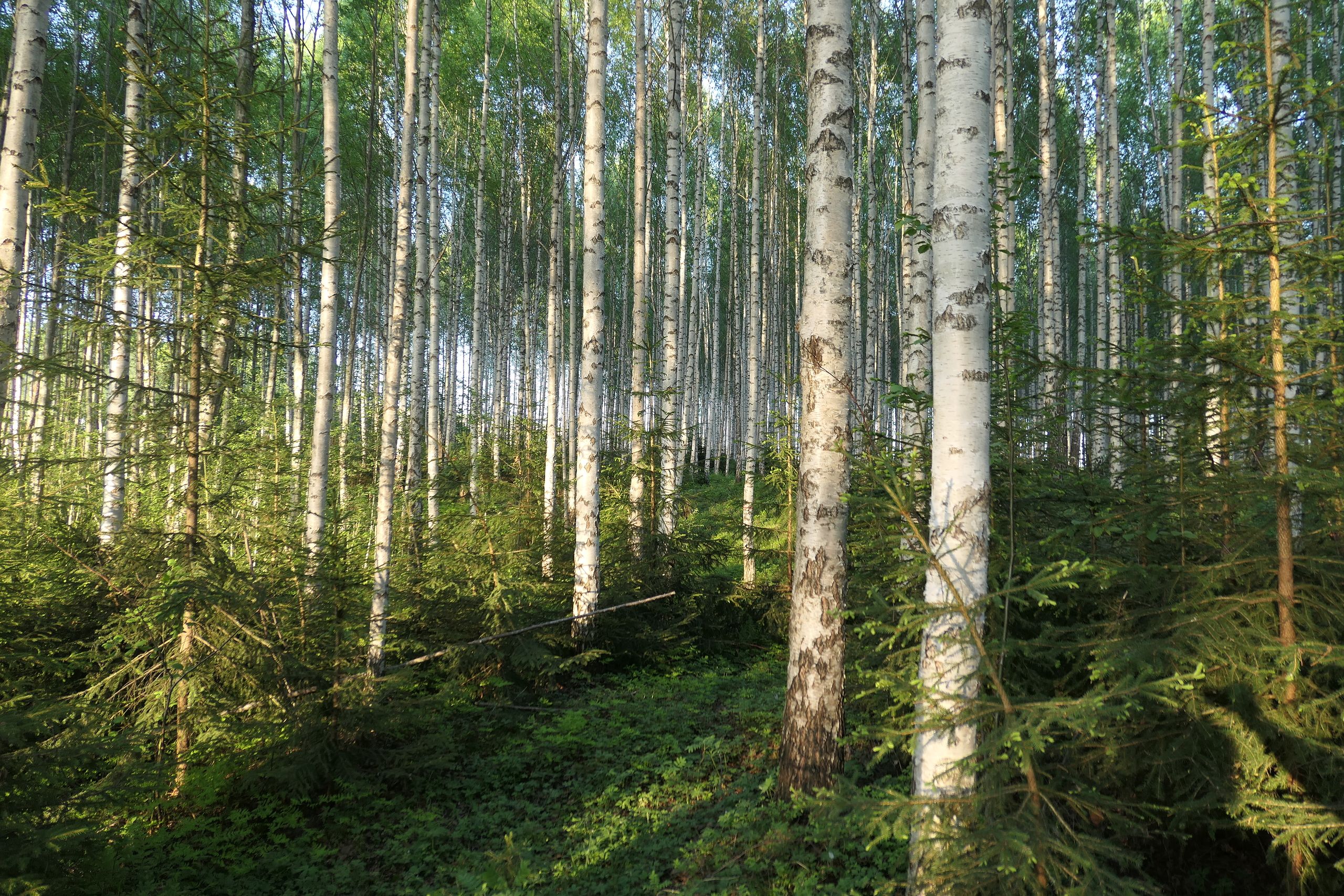 I hekketiden skal skogsdrift unngås i skog som er spesielt viktig for fuglelivet, blant annet lauvskog.