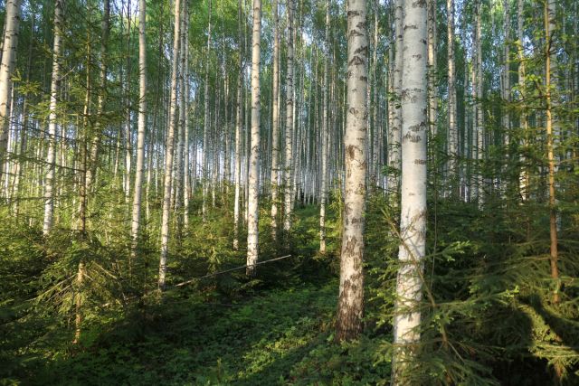 I hekketiden skal skogsdrift unngås i skog som er spesielt viktig for fuglelivet, blant annet lauvskog.
