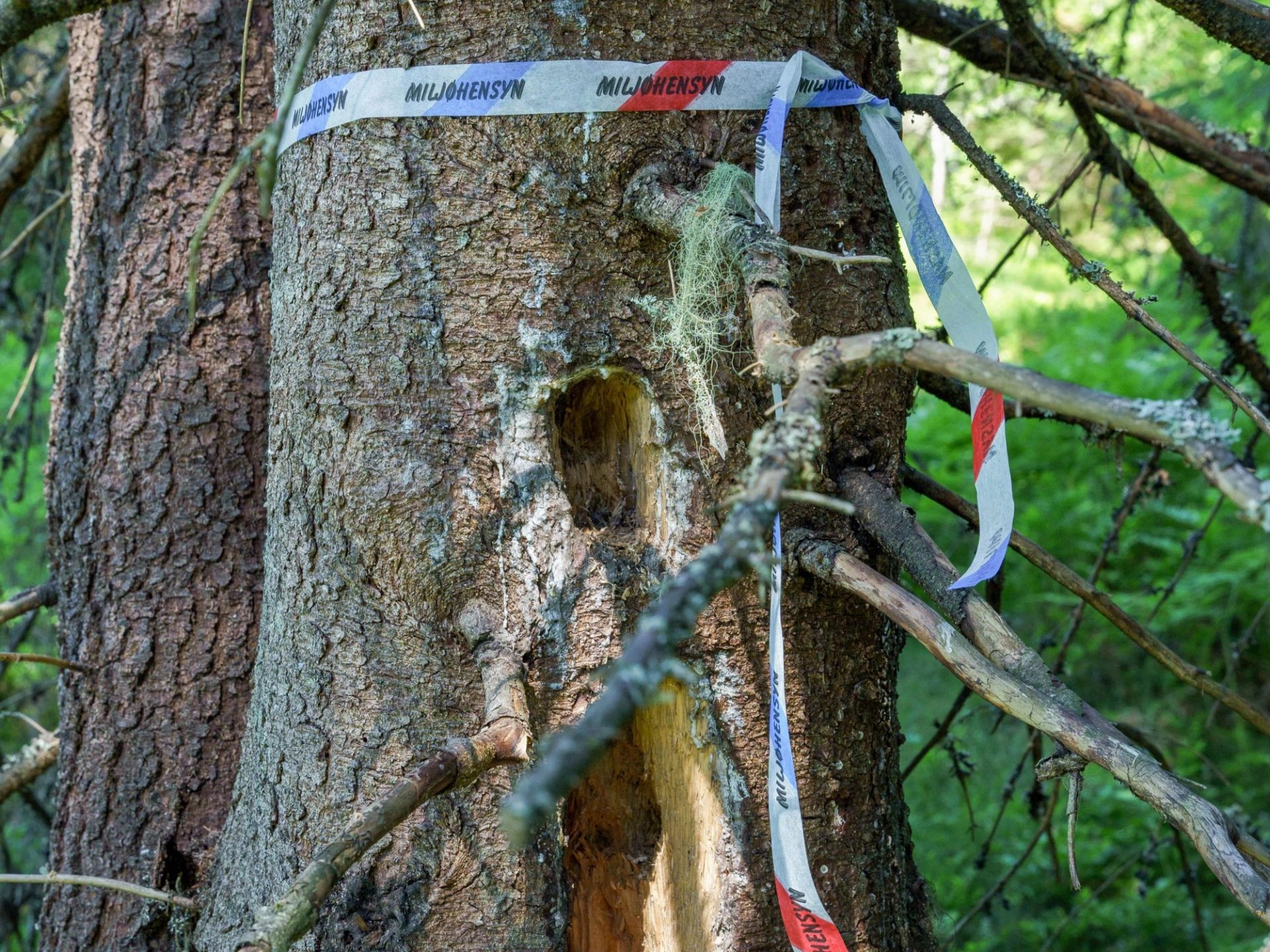 Enkelte arter trives spesielt godt i livsløpstrær. Som for eksempel hakkespetten som man ser spor etter her. Foto: Carsten Pedersen.