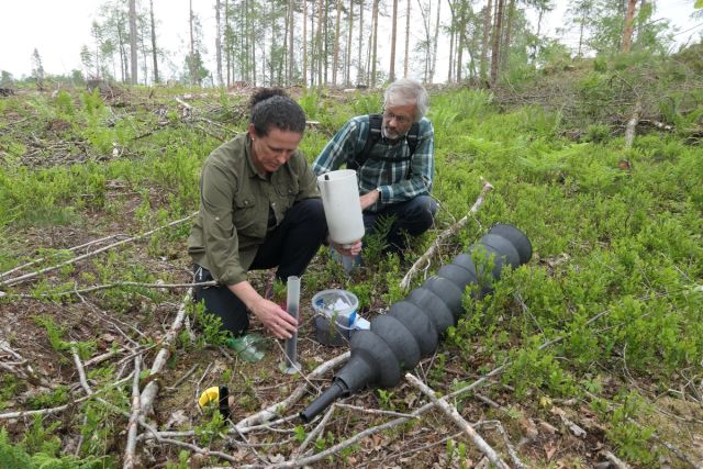 Her tømmer rådgiver ved landbrukskontoret i Tønsberg, Berit Nordby Pettersen, en felle i Re som hadde 42 000 barkbiller. Aldri før har hun vært i nærheten av et så stort antall, og blir sommeren tørr, varm og lang, kan det se stygt ut i flere områder på Østlandet. Til høyre: Svein Solberg fra NIBIO. Foto: Roar Ree Kirkevold