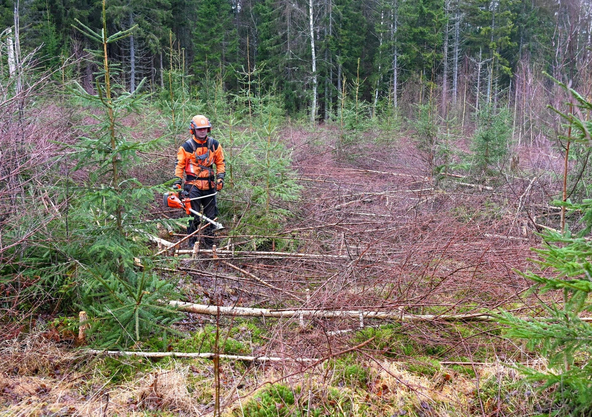 Fristilling av trær i ungskogpleien bidrar til dannelse av større rotsystem og bedrer dermed framtidstrærnes muligheter for forankring og stabilitet senere i omløpet. Foto: Marius Lippestad