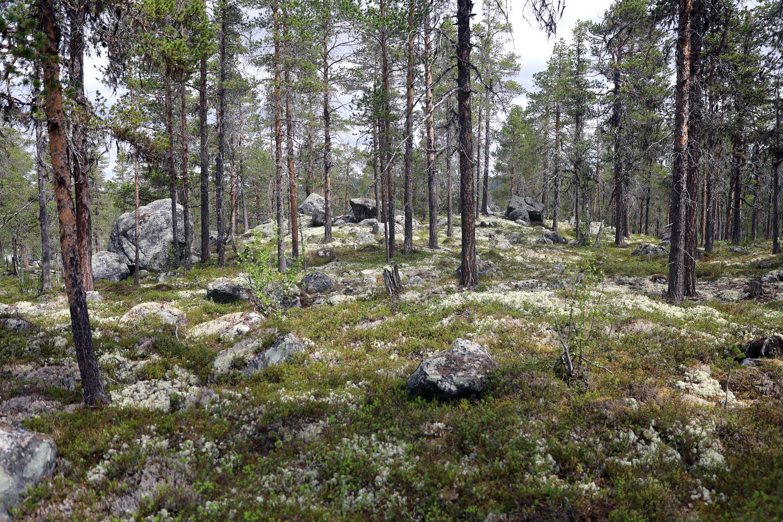 NYTT NATURRESERVAT: Fra Bergsjø og Frygne naturreservat, som ligger i kommunene Hol i Hallingdal og Nore og Uvdal i Numedal.